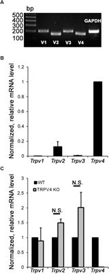 Polymodal TRPV1 and TRPV4 Sensors Colocalize but Do Not Functionally Interact in a Subpopulation of Mouse Retinal Ganglion Cells